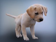 labrador puppy